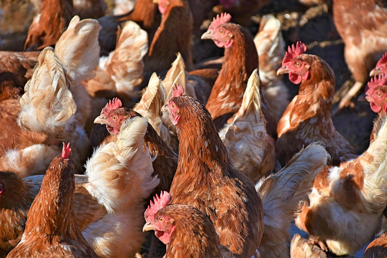 BATN empowers Akwa Ibom poultry farmers