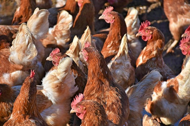 BATN empowers Akwa Ibom poultry farmers